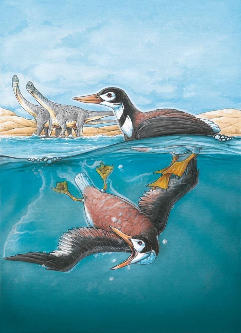 Imagen conceptual del Vegavis Iaai. Vía: Museo de Ciencias Naturales Bernardino Rivadavia, Argentina.